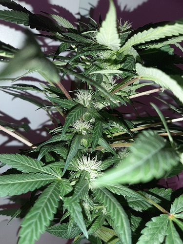 Growreport Bild 9