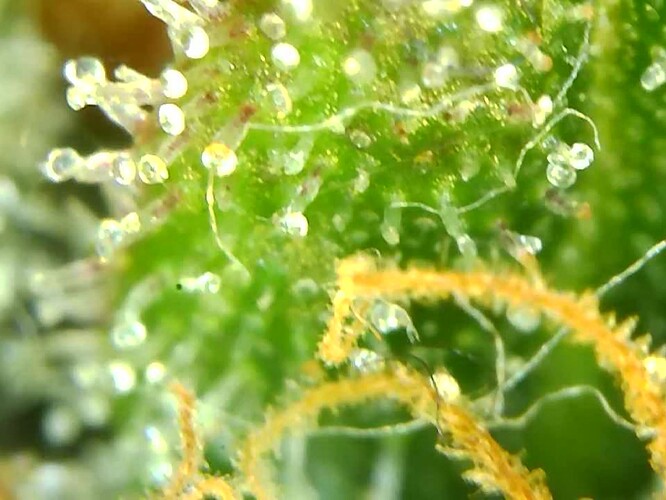Growreport Bild 15