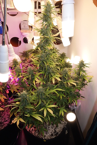 Growreport Bild 3
