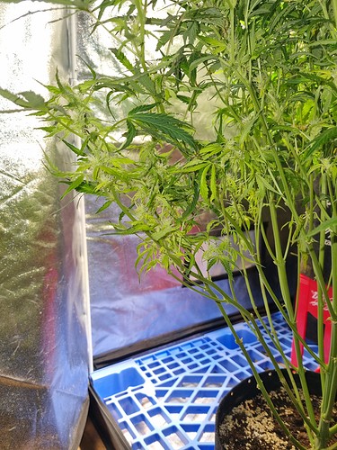 Growreport Bild 12