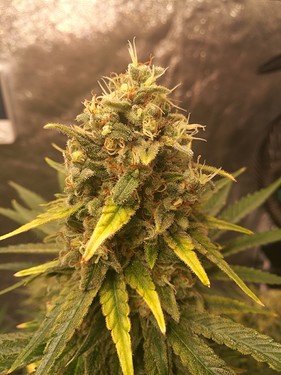 Growreport Bild 17