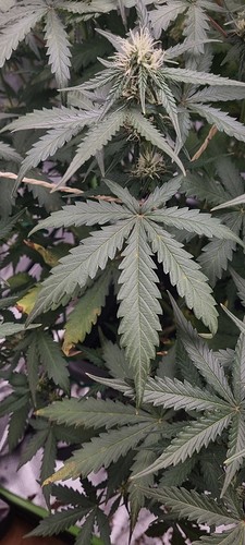 Growreport Bild 5