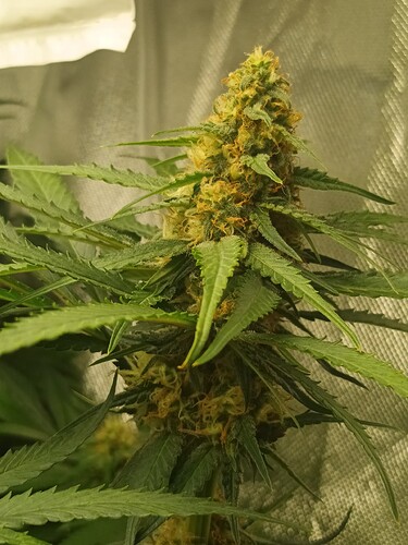 Growreport Bild 10