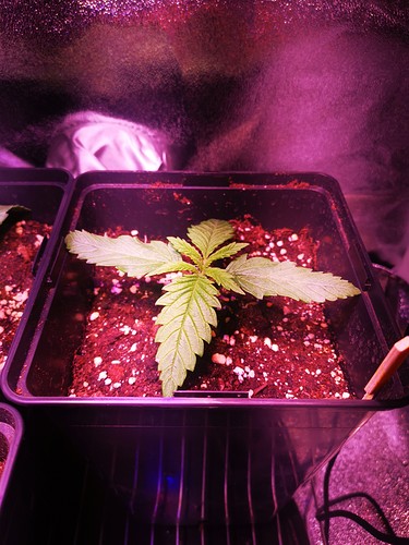 Growreport Bild 3