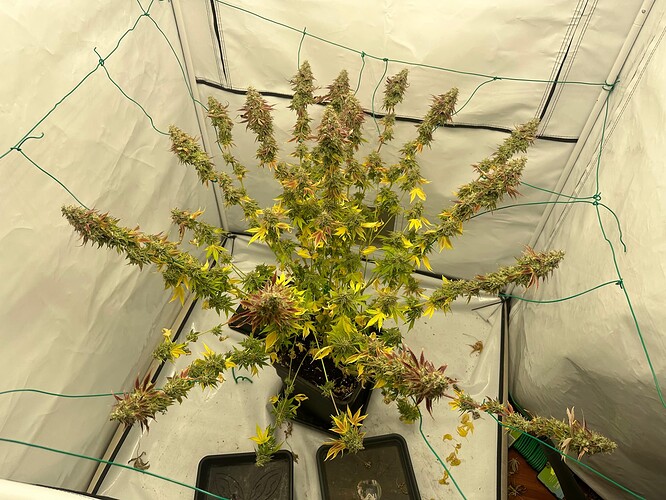 Growreport Bild 4