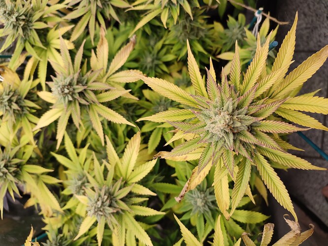 Growreport Bild 2