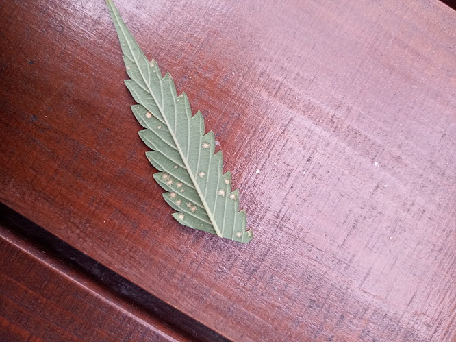 IMG_20210624_194230_8