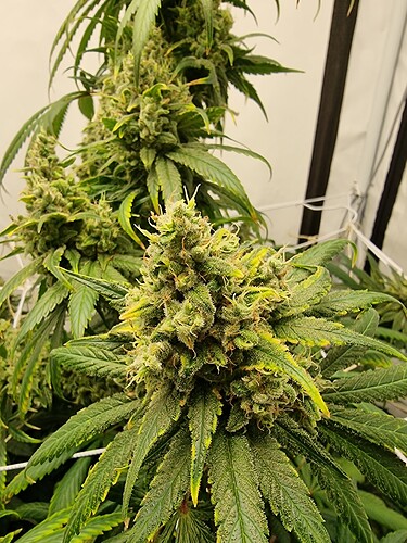 Growreport Bild 4