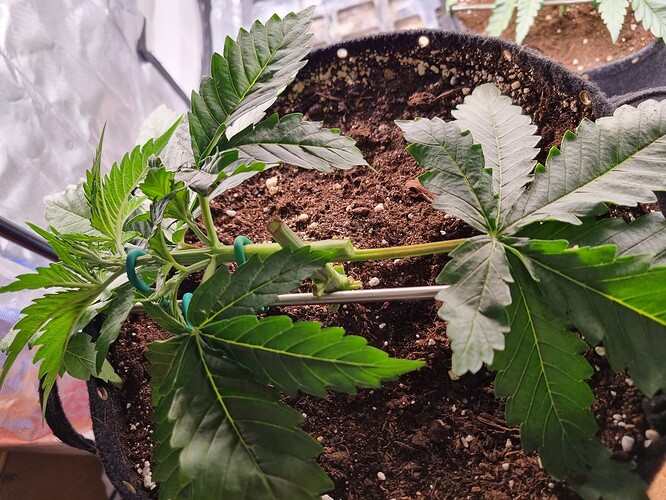 Growreport Bild 10