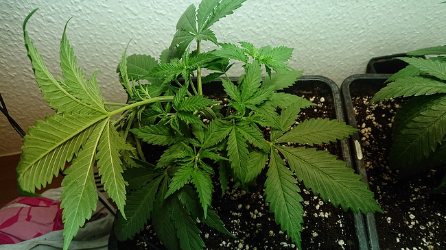 Growreport Bild 5
