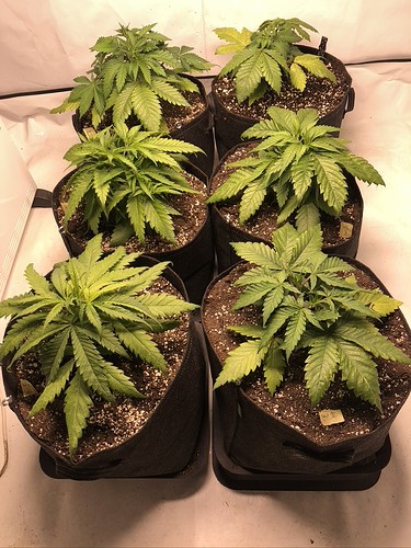 Growreport Bild 7
