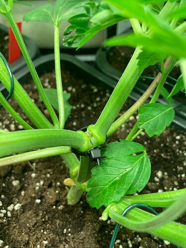 Growreport Bild 26