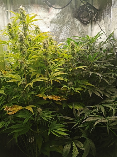 Growreport Bild 8