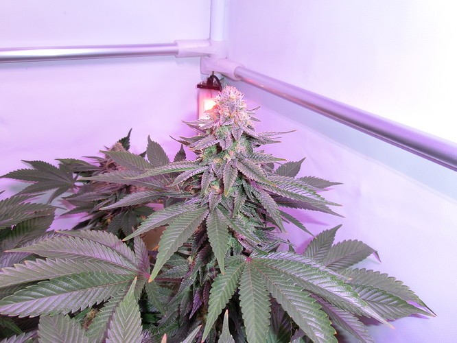 Growreport Bild 8