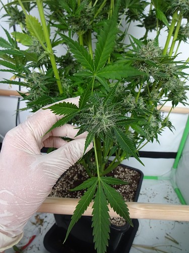 Growreport Bild 4
