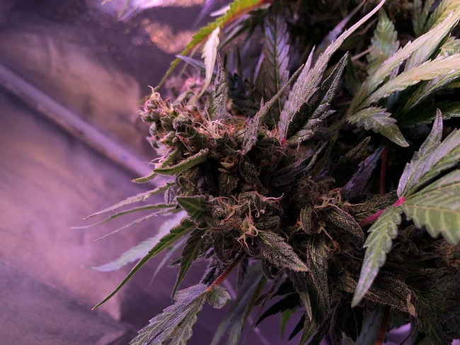 Growreport Bild 20