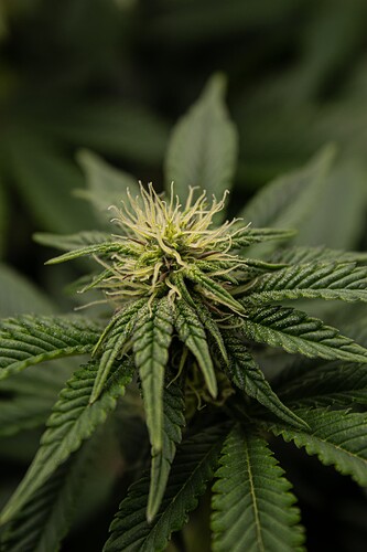 BT-13  bud groom purple