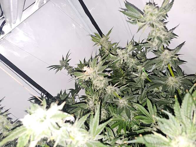 Growreport Bild 6