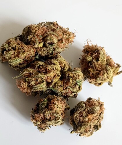 Growreport Bild 81