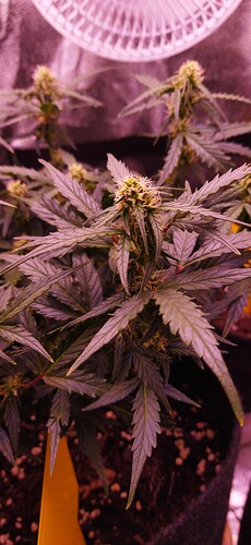Growreport Bild 81