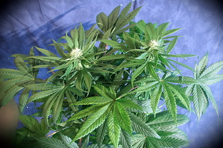 Growreport Bild 37