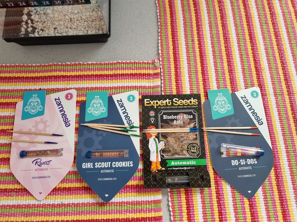 2.Grow Runtz, Do si dos, Girl Scout Cookies, Blueberry Glue, Automatics toppen, Phlizon LED