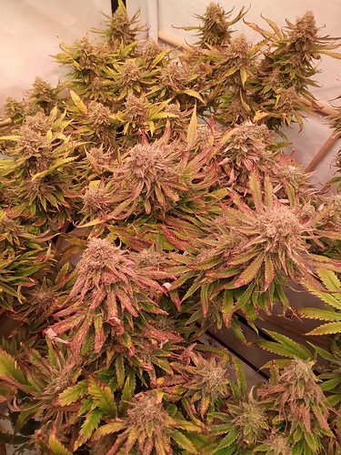Growreport Bild 26