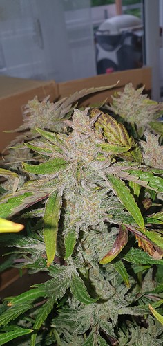Growreport Bild 22
