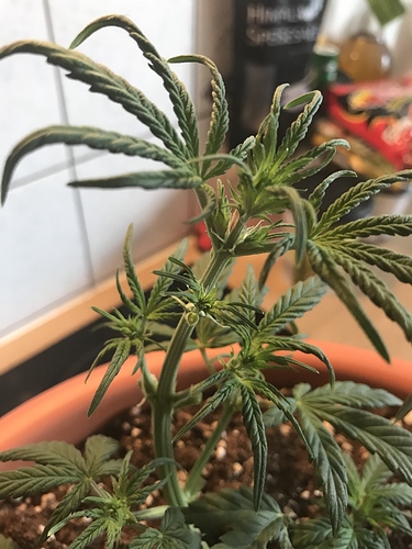 Growreport Bild 3