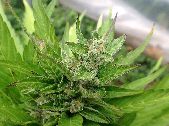 Growreport Bild 25