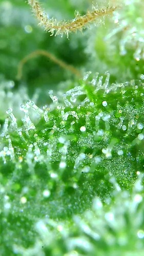 Growreport Bild 44