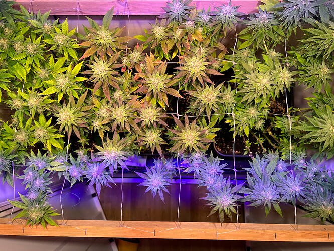 Growreport Bild 1
