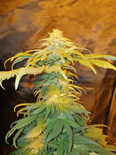 Growreport Bild 21