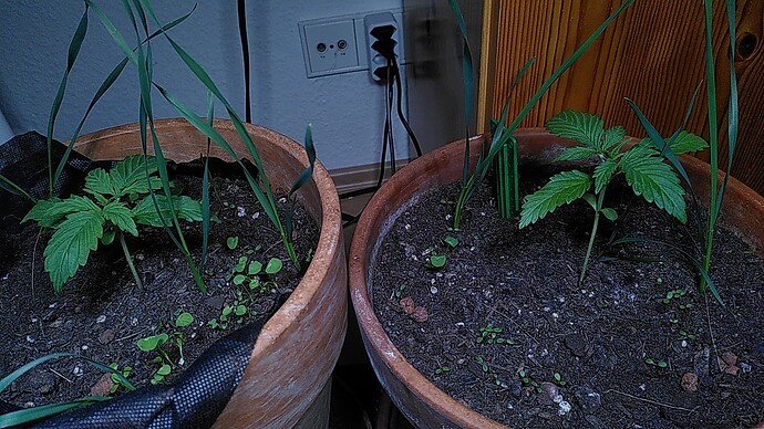 Growreport Bild 1