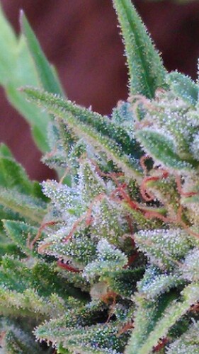 Growreport Bild 14