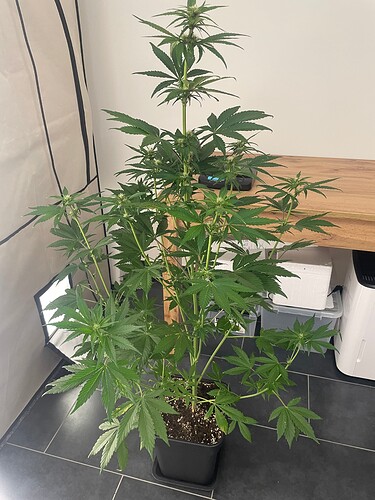 Growreport Bild 27