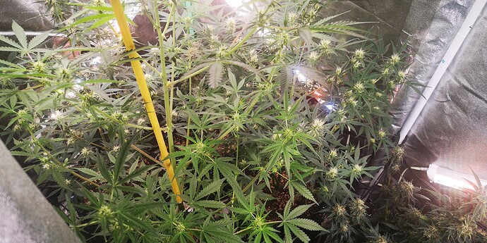 Growreport Bild 7