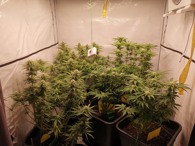 Growreport Bild 6