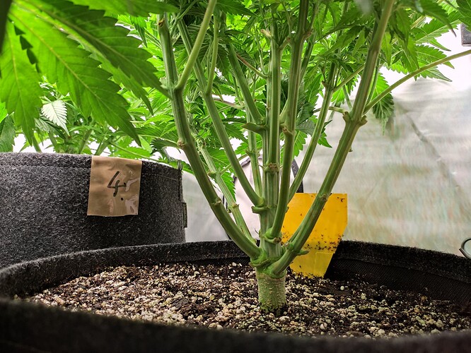 Growreport Bild 9