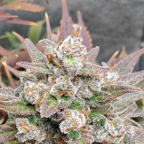 Growreport Bild 11