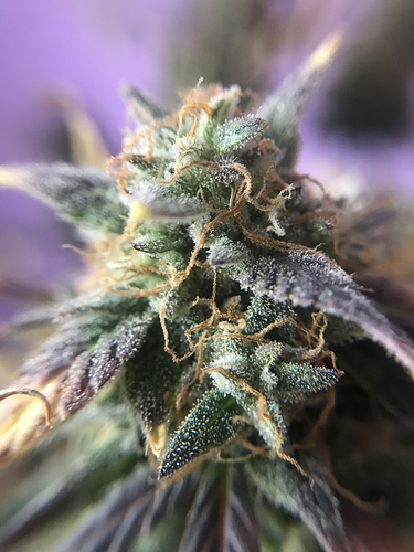 Growreport Bild 2