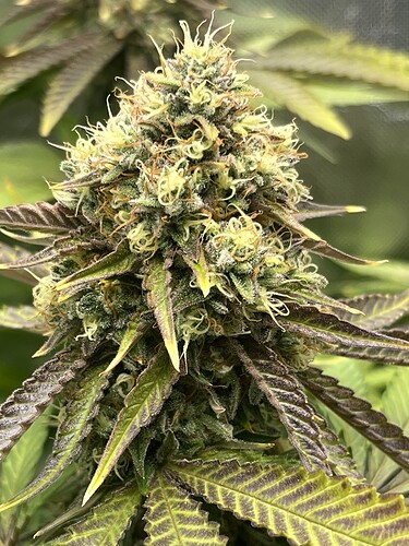Growreport Bild 13