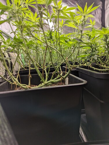 Growreport Bild 2