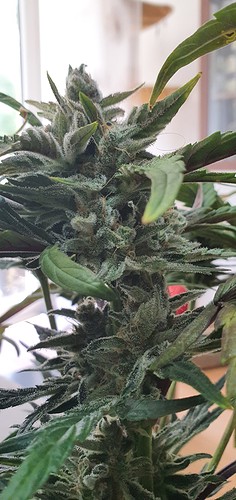 Growreport Bild 1