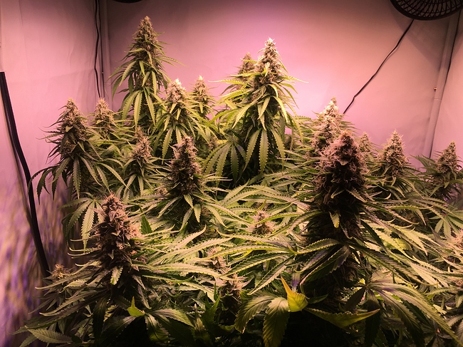 Growreport Bild 3