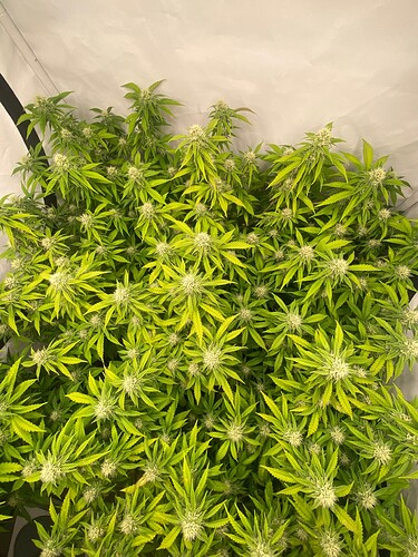 Growreport Bild 1