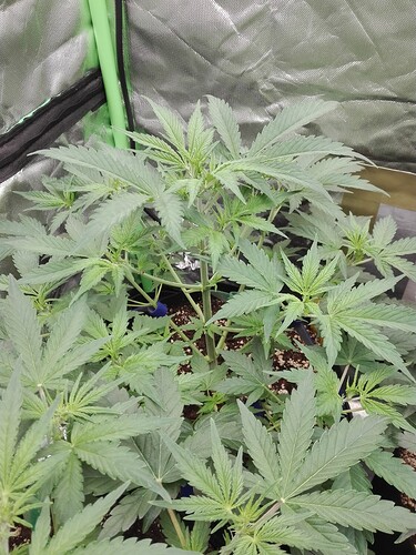 Growreport Bild 2
