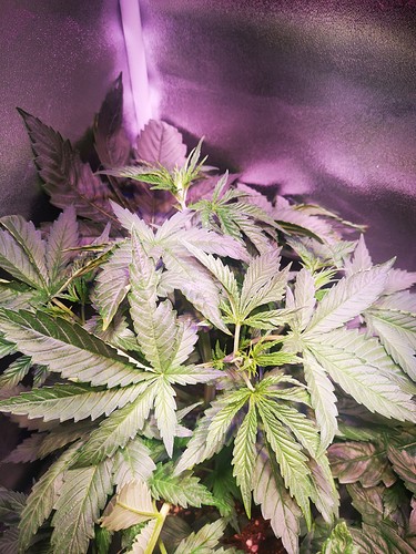 Growreport Bild 15