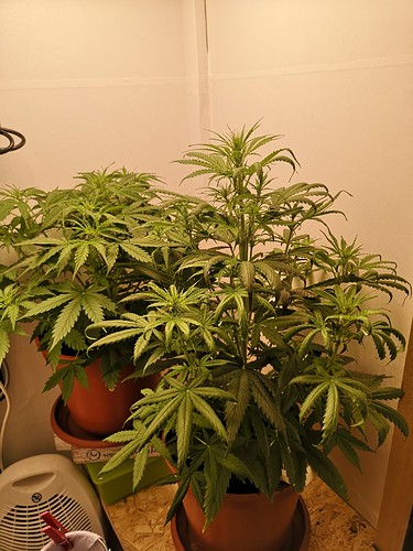Growreport Bild 1