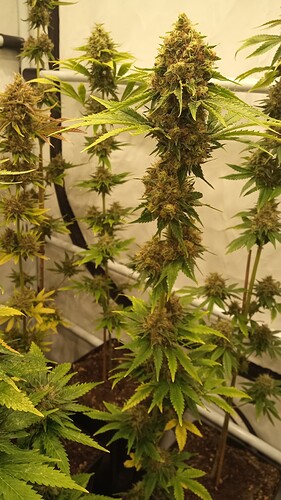 Growreport Bild 32